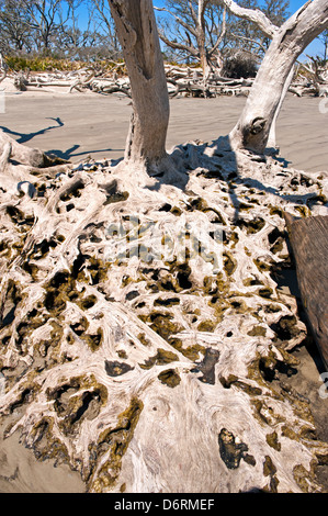 Driftwood Beach, Jekyll Island Georgia, l'une des plages les plus isolées d'Amérique. Banque D'Images