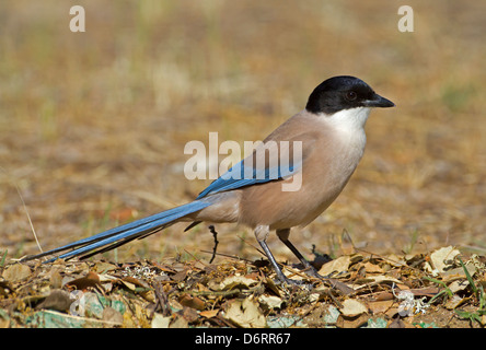 Azure-winged Magpie - Cyanopica cyanus Banque D'Images