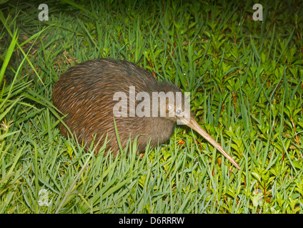 Île du Nord Brown Kiwi - Apteryx mantelli Banque D'Images