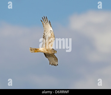 La NOUVELLE ZELANDE Busard Saint-Martin - Circus approximans Banque D'Images