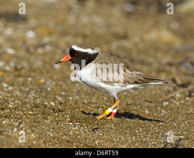 Shore Siffleur - Thinornis novaeseelandiae Banque D'Images