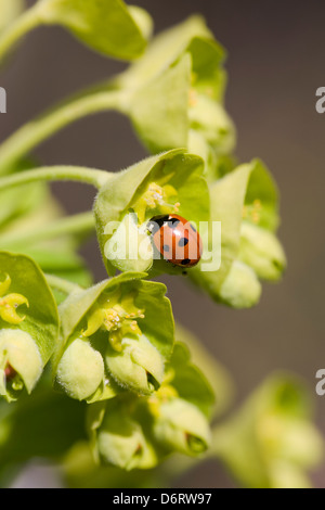 Septième place ladybird sur Euphorbia fleurs. Banque D'Images