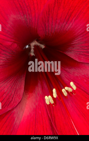 Gros plan d'une macro ou d'azalées rouge fleur à pétales à l'intérieur et les anthères étamines Banque D'Images