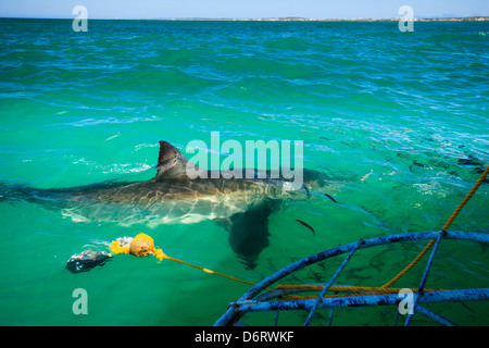 Grand requin blanc (Carcharodon carcharias) cercles a shark cage de descendre dans les eaux de l'océan au large des côtes de l'Afrique du Sud Banque D'Images