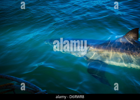 Libre de la tête et des nageoires de requin blanc à nager à la surface entourant la cage plongeur dans l'eau de mer au large des côtes de l'Afrique du Sud Banque D'Images