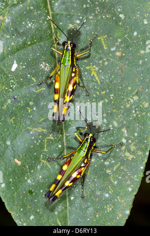 Deux sauterelles colorés sur une feuille dans la forêt tropicale, l'Équateur Banque D'Images