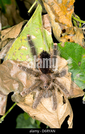 Tarantula en forêt la nuit, de l'Équateur Banque D'Images