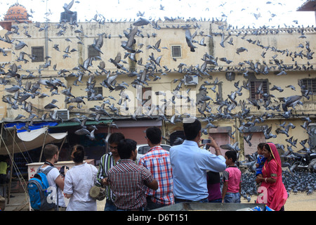 Les Indiens jeter l'alimentation des oiseaux de pigeons dans la ville rose Jaipur. Banque D'Images