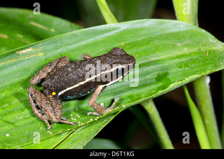 Spot-legged Frog (Ameerega hahneli Poison) en forêt tropicale, Equateur Banque D'Images