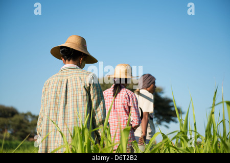 Vue arrière du groupe de travail des agriculteurs traditionnels asiatiques en rizière Banque D'Images