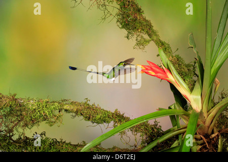 Amorçage de l'homme queue-Raquette Ocreatus underwoodii Hummingbird ( ) en vol à Bromeliad Flower par Mark J Thomas Banque D'Images