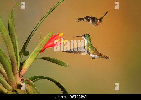 Emerald Hummingbird andine ( Amazilia franciae) et Purple-throated Woodstar Calliphlox mitchellii Hummingbird ( ) à Bromelia Banque D'Images