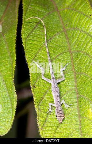 Anole tropicaux (Anolis trachyderma) au repos dans le sous-étage de la forêt tropicale, de l'Équateur. Banque D'Images