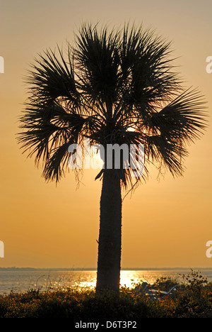 Un arbre palmetto se profile au coucher du soleil le long d'une plage près de Charleston, en Caroline du Sud. Deux chaises vides visibles sur le côté droit. Banque D'Images