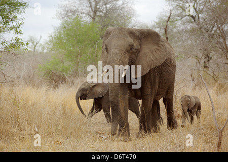 Un éléphant d'Afrique (Loxodonta africana) vache avec deux jeunes veaux dans le Parc National Kruger, Afrique du Sud. Banque D'Images
