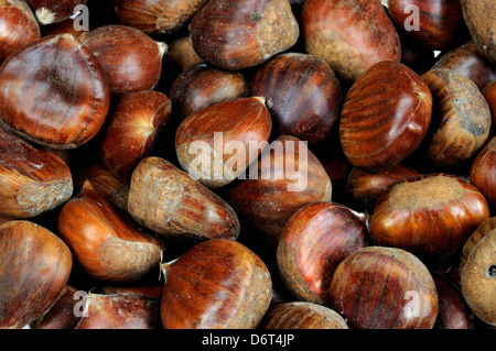 Châtaignes cru entier dans les coquilles. Banque D'Images