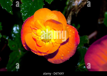 Close-up begonia fleur après une averse- Famille Begoniaceae Banque D'Images