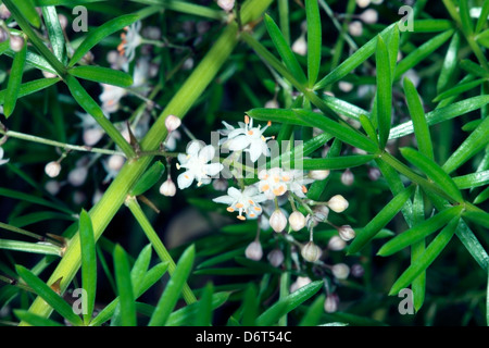 Asparagus Fern/Emeraude/arbuste de la sétaire verte/Fruits-Asparagus Sprenger Asparagus densiflorus sprengeri [A.]-Famille Liliaceae Banque D'Images