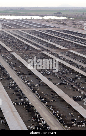 L'alimentation des bovins Holstein lot, Brawley, Imperial County, Californie, USA Banque D'Images