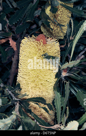 Close-up/Banksia Banksia Chandelier mince/Biara fleur- Banksia attenuata [B.] cylindrostachya syn- famille des Protéacées Banque D'Images