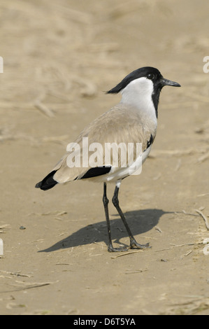 River sociable - Vanellus duvaucelii Banque D'Images