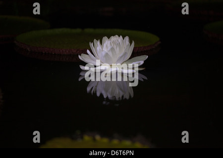 Nénuphar géant (Victoria Amazonica). Fleur est blanc pour la première nuit après l'ouverture. Banque D'Images