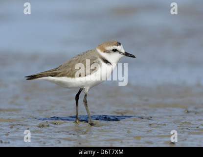 Gravelot Charadrius alexandrinus Banque D'Images