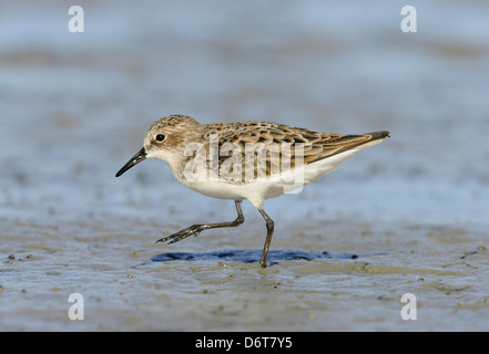 Peu de passage Calidris minuta Banque D'Images