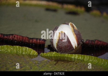 Nénuphar géant (Victoria Amazonica). L'ouverture des fleurs en début de soirée, et sera blanc pour la première nuit. La Guyana. Banque D'Images