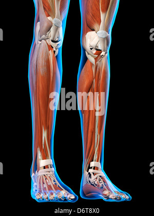 Anatomie des muscles des jambes pieds femelles en bleu X-Ray Couleur contour 3D illustration sur fond noir Banque D'Images