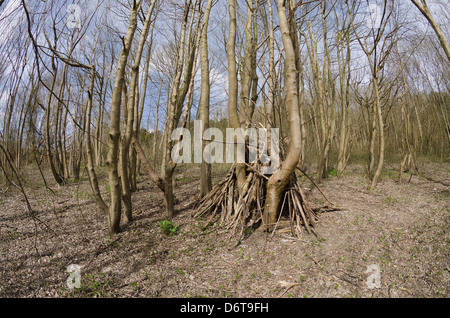 Secret d'habitation camp de sans-abri en milieu de cendres woodland hors des sentiers battus en période sans feuilles, par conséquent, exposés Banque D'Images