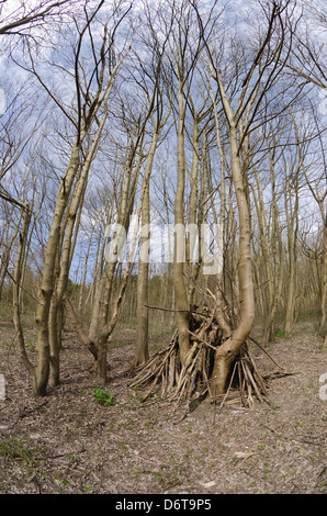 Secret d'habitation camp de sans-abri en milieu de cendres woodland hors des sentiers battus en période sans feuilles, par conséquent, exposés Banque D'Images