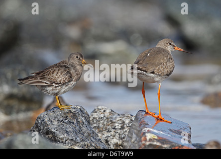 Bécasseau violet Calidris maritima Bécasseau sanderling plumage d'hiver adultes Tringa totanus plumage d'hiver adultes debout sur le granit Banque D'Images