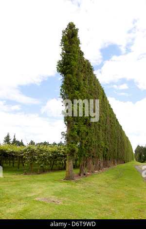 Les arbres comme un pare-brise en pays kiwi à te Puke, Nouvelle-Zélande Banque D'Images