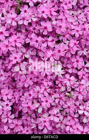 Phlox, violet fleurs de printemps texture background Banque D'Images