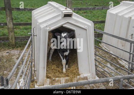 Les bovins domestiques, Holstein veau laitier, standing in calf hutch, Cheshire, Angleterre, Janvier Banque D'Images