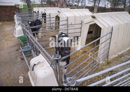 Les bovins domestiques, les veaux laitiers Holstein veau, huches, Cheshire, Angleterre, Janvier Banque D'Images