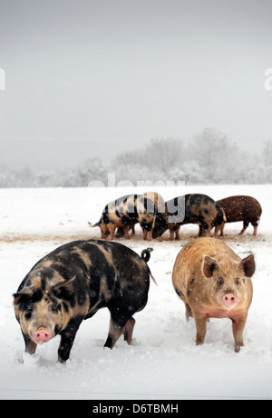 Les porcs en liberté lors de chutes de neige sur une ferme près de Nailsworth, Gloucestershire UK Banque D'Images