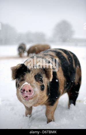 Les porcs en liberté lors de chutes de neige sur une ferme près de Nailsworth, Gloucestershire UK Banque D'Images