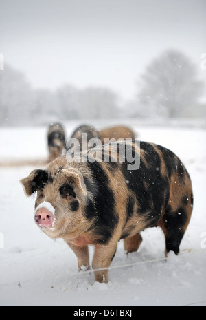 Les porcs en liberté lors de chutes de neige sur une ferme près de Nailsworth, Gloucestershire UK Banque D'Images