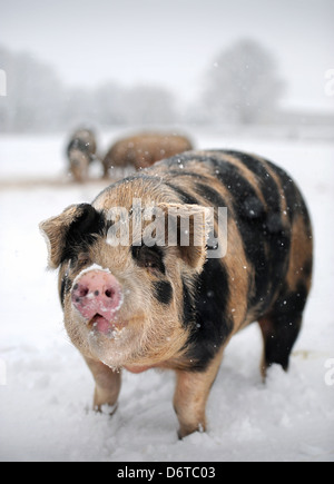 Les porcs en liberté lors de chutes de neige sur une ferme près de Nailsworth, Gloucestershire UK Banque D'Images