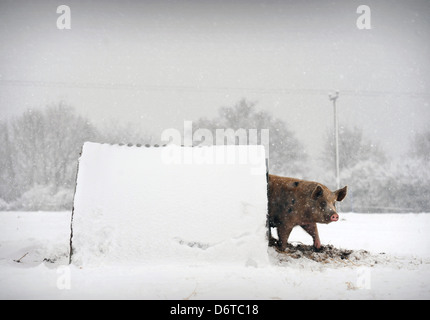 Porc froid - un vieux cochon Gloucester Place sur une ferme près de Nympsfield, Gloucestershire UK Banque D'Images