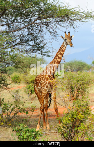 Girafe à Tsavo East National Park, Kenya, Afrique de l'Est Banque D'Images