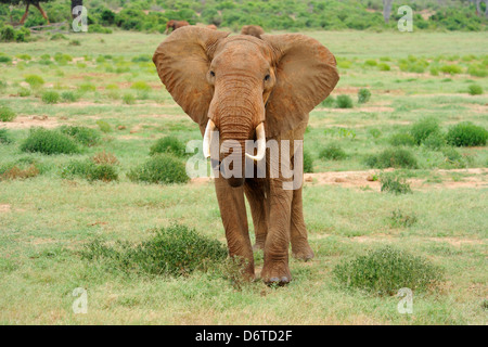 Les jeunes éléphants bull à Tsavo East National Park, Kenya, Afrique de l'Est Banque D'Images