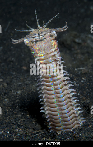 Ver Bobbit (Eunice aphroditois) adulte, avec mâchoires ouvertes, émergeant de trou, Détroit de Lembeh, Sulawesi, îles de la sonde, Indonésie Banque D'Images