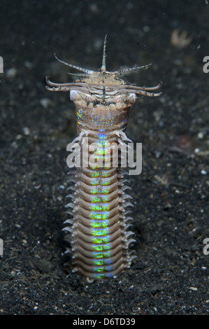 Ver Bobbit (Eunice aphroditois) adulte, avec mâchoires ouvertes, émergeant de trou, Détroit de Lembeh, Sulawesi, îles de la sonde, Indonésie Banque D'Images