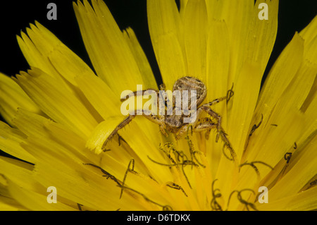 Araignée crabe (Xysticus cristatus) adulte, reposant sur des fleurs de pissenlit, réserve naturelle de glosas Emilianenses, Dartford, Kent, Angleterre, septembre Banque D'Images