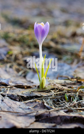 Le printemps est là, le premier crocus fleurs entouré de feuilles sèches Banque D'Images