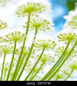 Libre de fleurs d'une plante de la berce du Caucase Banque D'Images