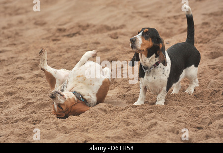 Deux chiens basset hound sur plage, à un matériel roulant Banque D'Images